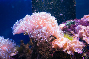 Beautiful sea flower in underwater world with corals and  fish.