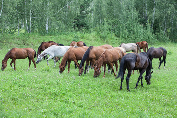 Horses At The Meadow