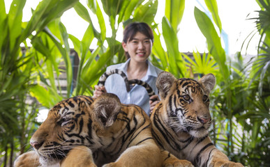 Asian young woman catches the tiger tail to heart shape.at Tiger park ,Pattaya ,Chonburi,Thailand.