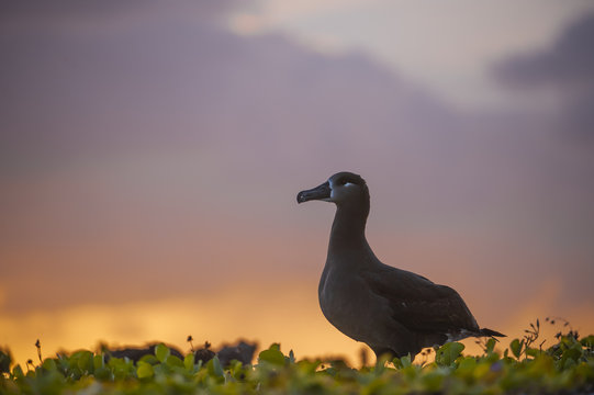 Black-footed Albatross (Phoebastria Nigripes), Courtship Dance Display, Midway Atoll, Northwestern Hawaiian Islands