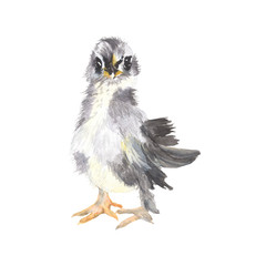 Chicken watercolor  isolated . Chicken on white background. Watercolor hand painted illustration of a Chicken.