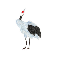 Crane watercolor isolated . Crane on white background. Watercolor hand painted illustration of a Crane.