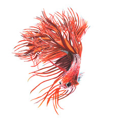 Fighting fish watercolor isolated . Fighting fish on white background. Watercolor hand painted illustration of a Fighting fish.