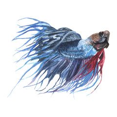 Fighting fish watercolor isolated . Fighting fish on white background. Watercolor hand painted illustration of a Fighting fish.