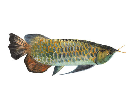 Arowana fish watercolor isolated . Arowana fish on white background. Watercolor hand painted illustration of a Arowana fish.