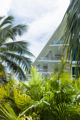 resort villa with palm tree at the day