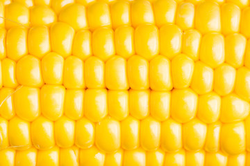 Freshy harvested corn in the wooden crate. Selective focus. Shallow depth of field.
