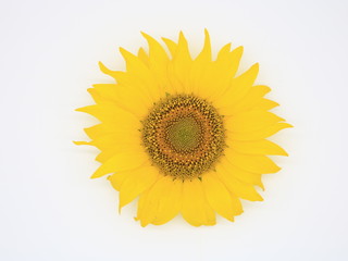 Obraz premium Sunflower close-up isolated on white background.