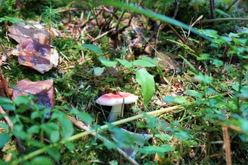 Pilze