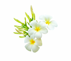 Inflorescence of  white plumeria rubra flowers (frangipani) blooming with water drops isolated on white background