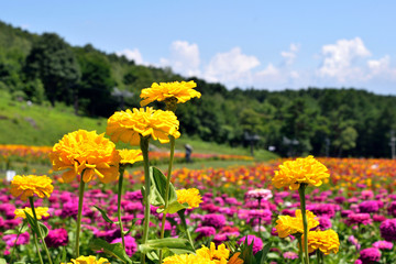 【長野県諏訪郡】初夏の富士見高原 花畑