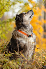 Dog looking up