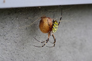 卵を抱く蜘蛛