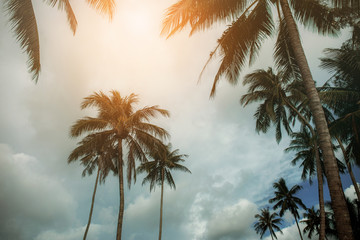 Fototapeta na wymiar coconut tree at sky.
