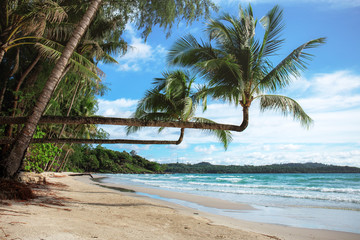 coconut tree on beach.