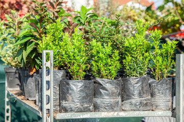 Fototapeta na wymiar Saplings of ornamental bushes in pots in plant nursery. Shop of plants, garden store