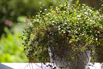 ワイヤープランツ　観葉植物　Maidenhair Vine