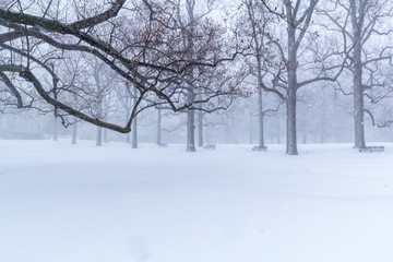 Fototapeta na wymiar Winter in a snowy park