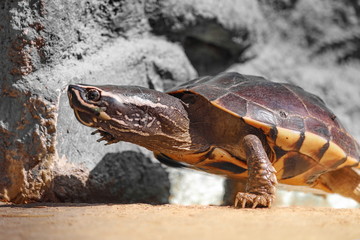 Naklejka premium The turtles are walking in the sunlit streets.