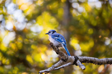 Blue Jay perched on a branch in fall