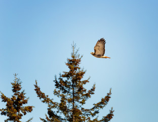 Red tailed Hawk flying by against backdrop of trees and blue sky