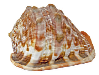 Close up of white seashell