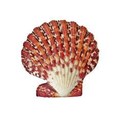 Scallop isolated on white background
