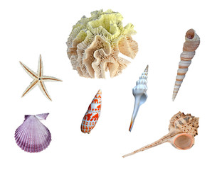 A  coral and seashells isolated on  background © Dmitry