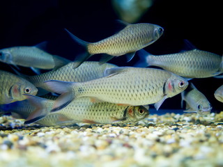 Aquarium fish red-cheeked barb, Javaen barb (Puntius orphoides)