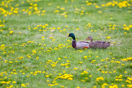 A Mallard couple out for a walk among the flowers