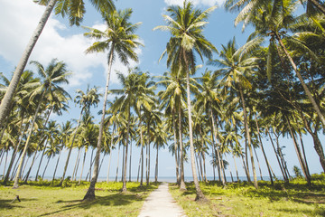 Obraz premium Palm or Coconut Tree, Cloudy Blue Sky and Tropical Mud Beach