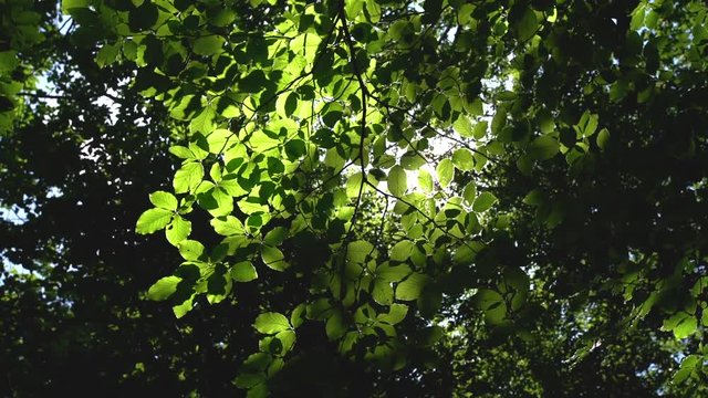 Forest trees and green leaves glowing in sunlight video
