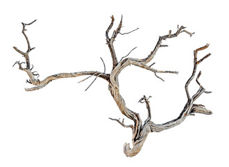 close up of dry branch