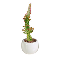 Fototapeta premium cactus isolated on white background