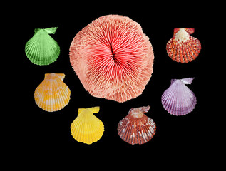 A  coral and seashells isolated on black background © Dmitry