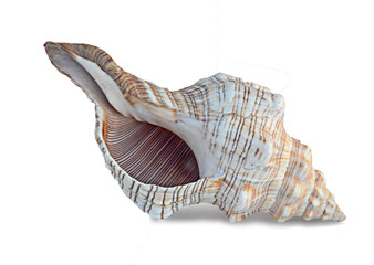 Close up of seashell on white background