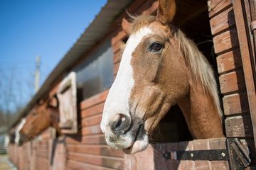 The horse looks out of the stall