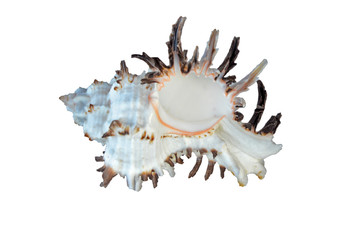 Close up of seashell on white background