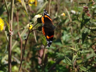 Butterfly Red admiral, Vanessa atalanta