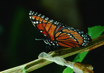 Fototapeta na wymiar Viceroy Butterfly (Limenitis Archippus)