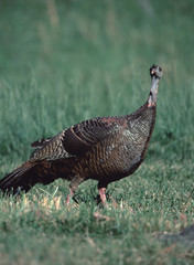 Wild Turkey (Meleagris Gallopavo)