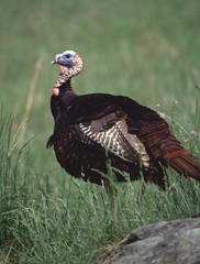 Wild Turkey (Meleagris Gallopavo)