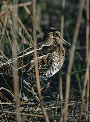 Wilson's Snipe (Gallinago Delicata)
