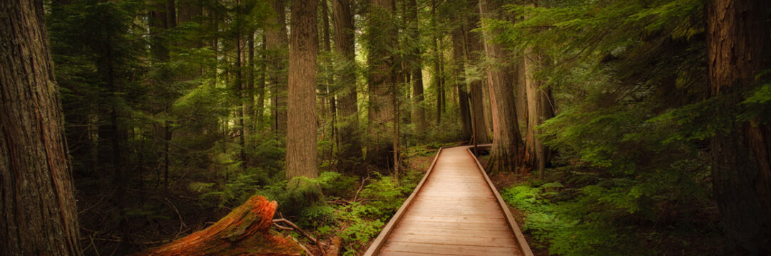 Trail Of The Cedars In Glacier National Park, Montana, USA