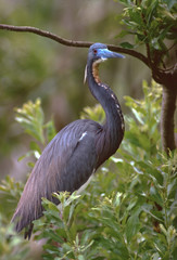 Tricolored Heron (Egretta Tricolor)