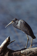 Tricolored Heron (Egretta Tricolor)