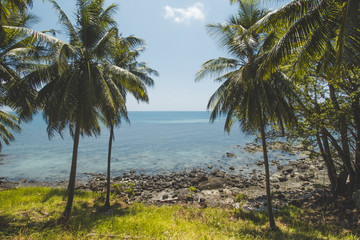 Fototapeta na wymiar Coconut Tree, Granite Rock, Clear Sea Water and Tropical Beach Landscape