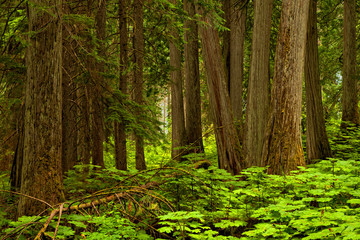 Fototapeta na wymiar Forest background in Mt Revelstoke National Park, British Columbia, Canada