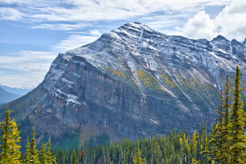 Fototapeta premium Yellow larches in Autumn above Lake Louise in Banff National Park, Alberta, Canada