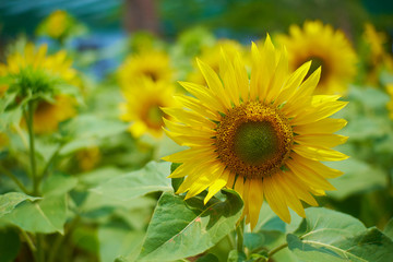 Sunflower blooming in the afternoon